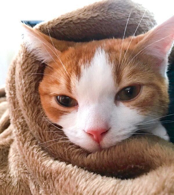 こたつを知ってしまったもち丸くん