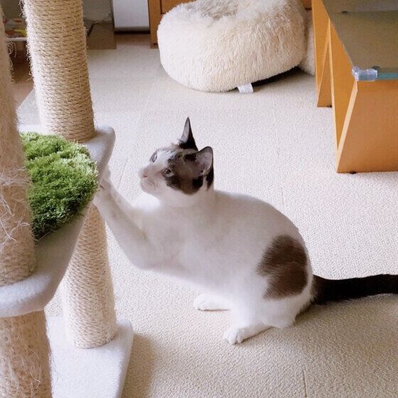 茶白猫の藍太郎ちゃん