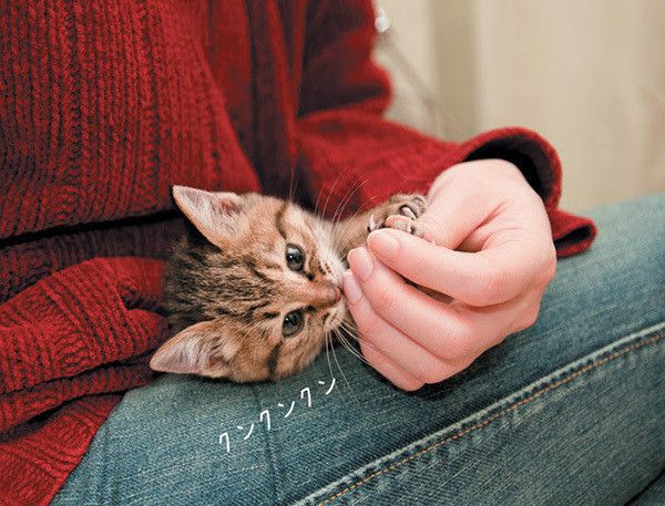 ニオイを嗅ぐ猫