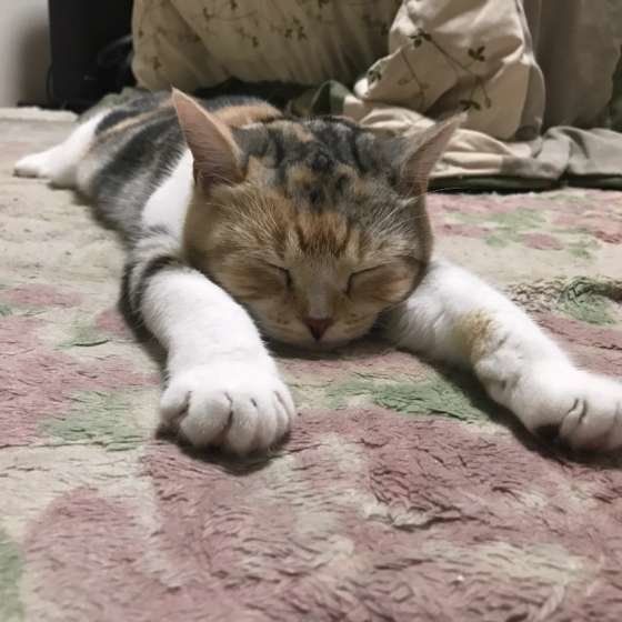 スコティッシュフォールド　モモ