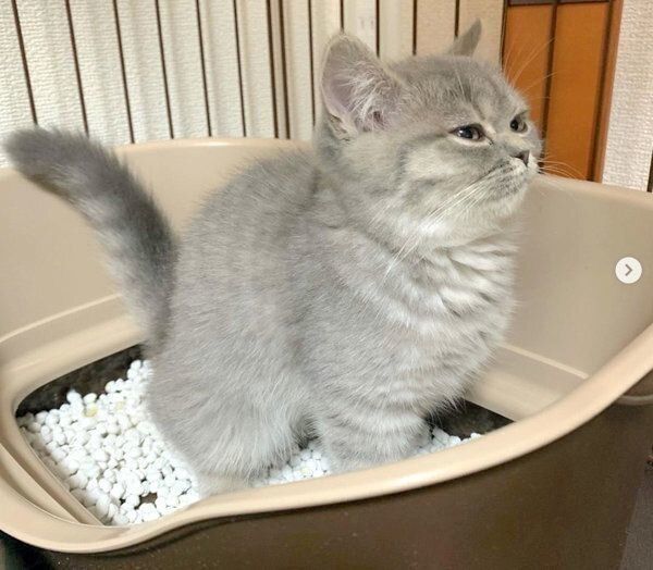 トイレで踏ん張る子猫