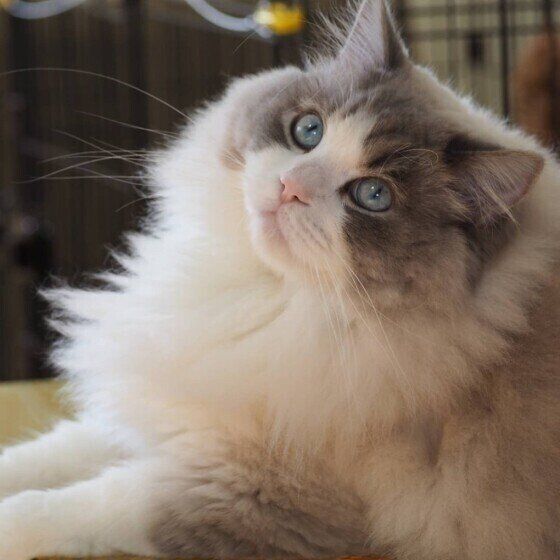 何かを見つめるラグドール