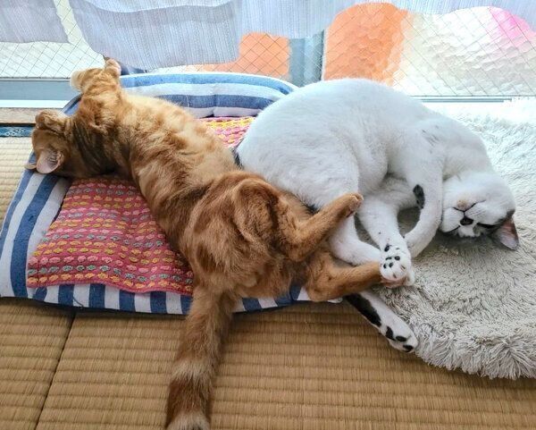 まったりするふくくん、ちびくん