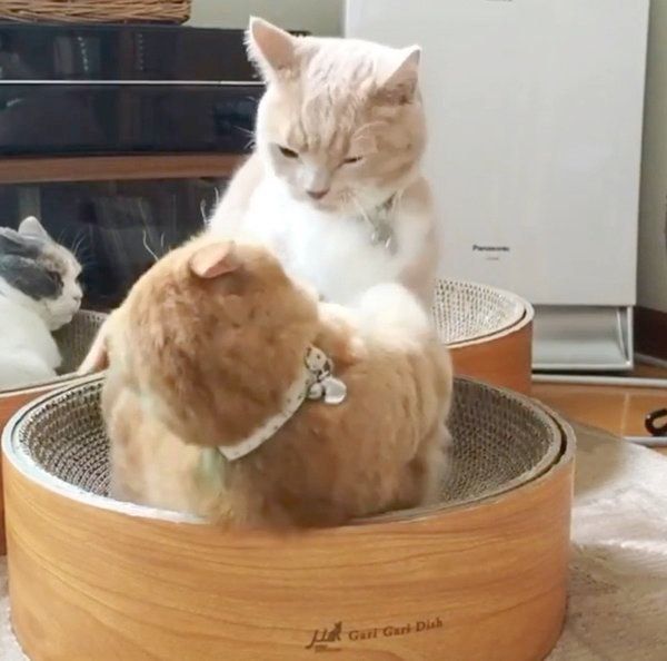 じゃれ合うココちゃんとネネちゃん