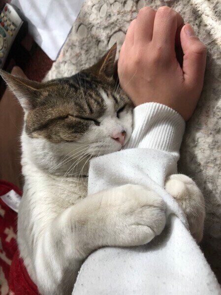 腕を離さない猫