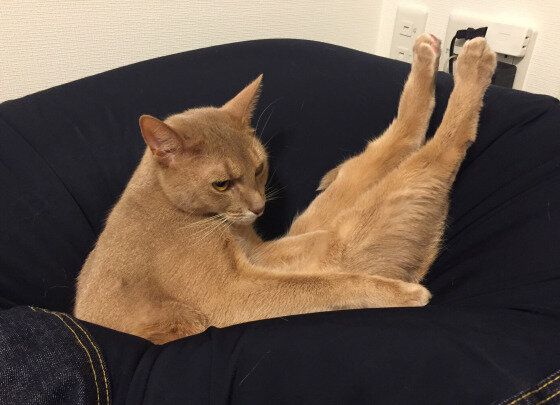 足をぴーんとするアビシニアン