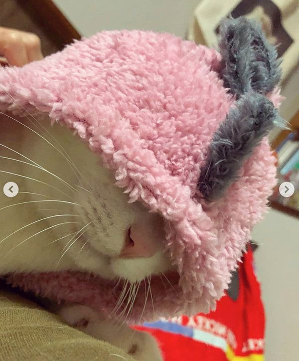 3COINSの「恐竜ペットパーカー」