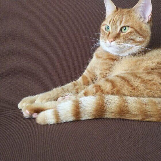 くつろぐ茶トラ