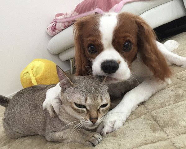 キャバリアとシンガプーラ