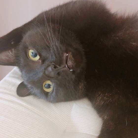 怒っている黒猫のろくちゃん