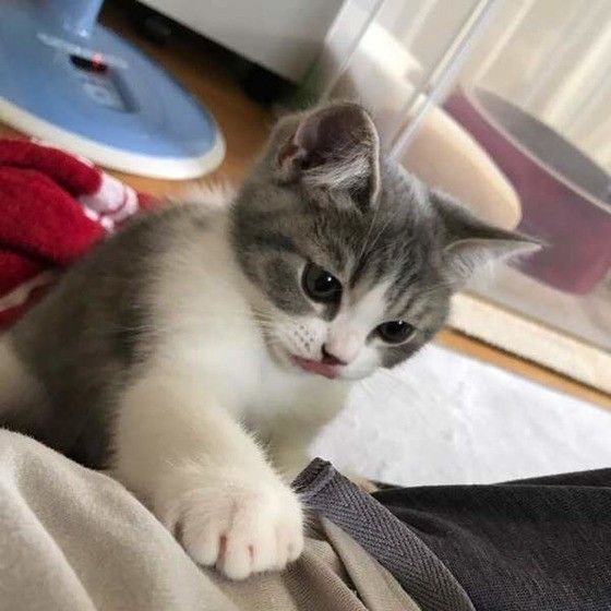 これぞまさに 猫の恩返し を実感したエピソードにほっこり ねこのきもちweb Magazine