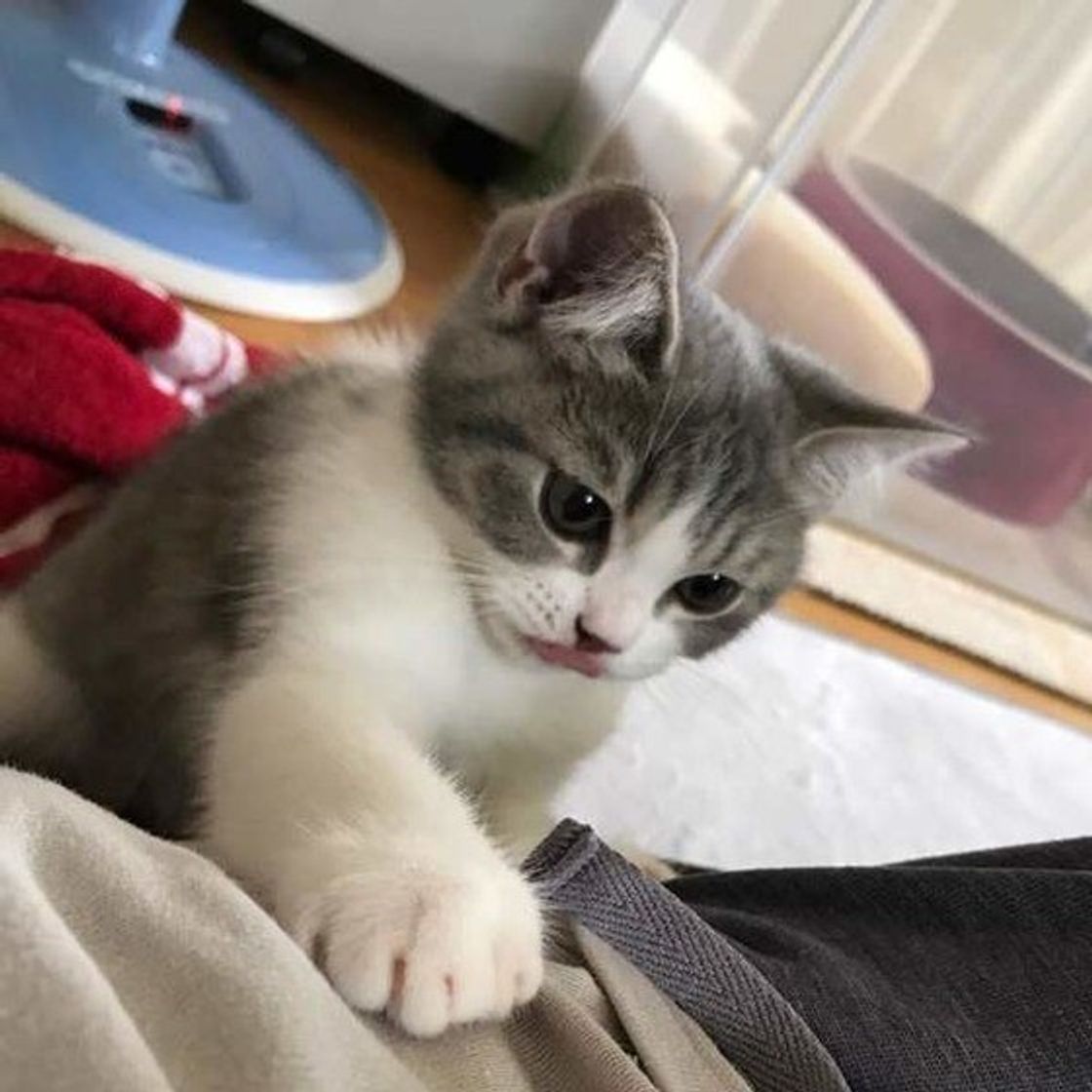 これぞまさに 猫の恩返し を実感したエピソードにほっこり ねこのきもちweb Magazine これぞまさに 猫の恩返し を実感したエピソードにほっこり ねこのきもちweb Magazine