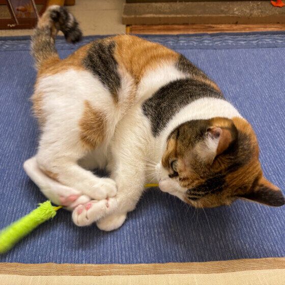 猫じゃらしにけりけりするリコちゃん