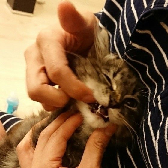 サイベリアンのぷーちんくん　初めての歯磨き