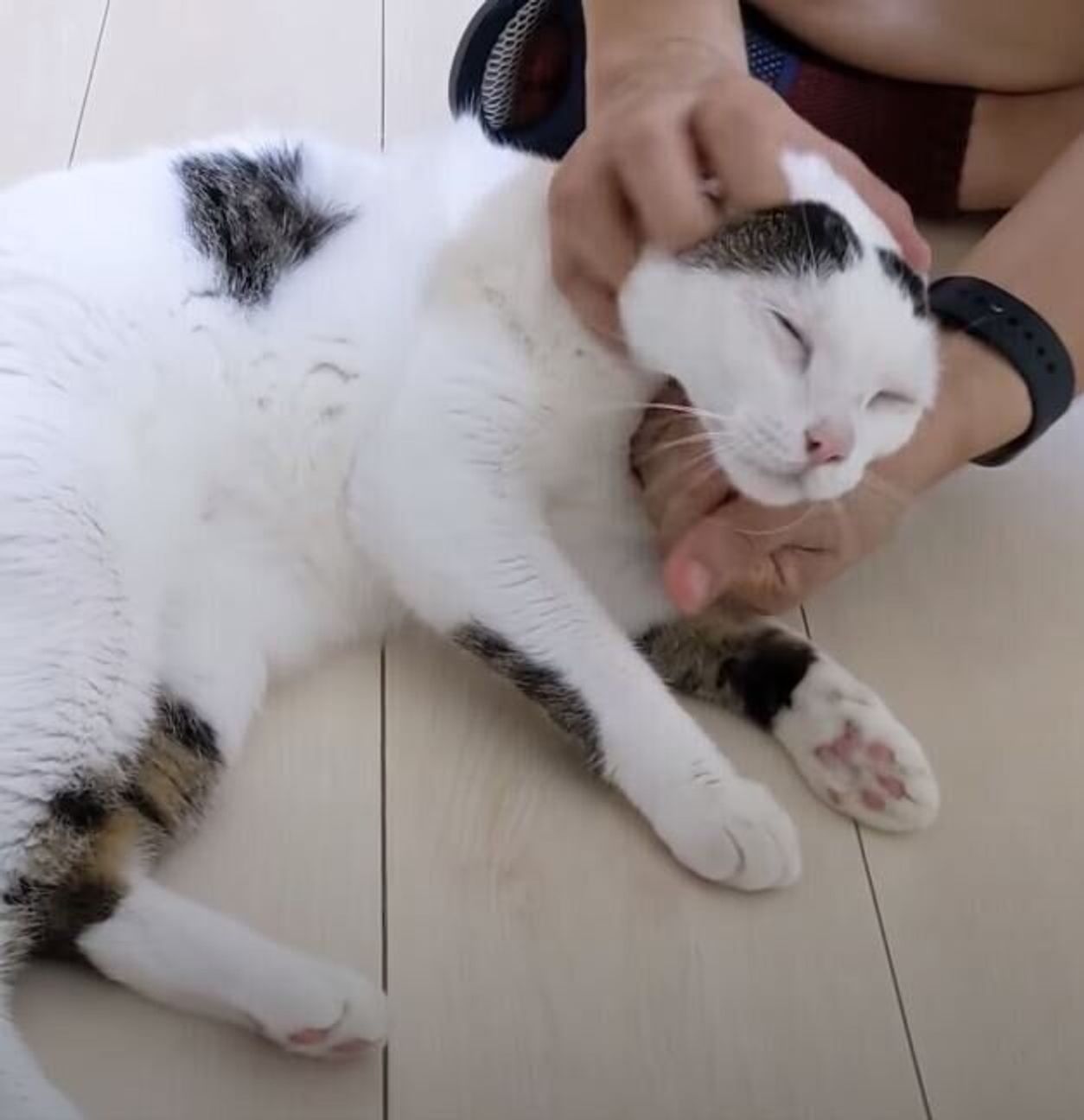 おかえりにゃ たくさんお喋りしながらパパさんママさんをお出迎えする猫 ねこのきもちweb Magazine おかえりにゃ たくさんお喋りしながらパパさんママさんをお出迎えする猫 ねこのきもちweb Magazine