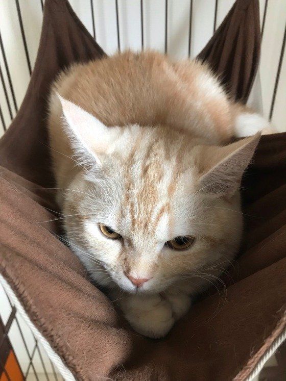 むぎちゃん  アメリカンショートヘア