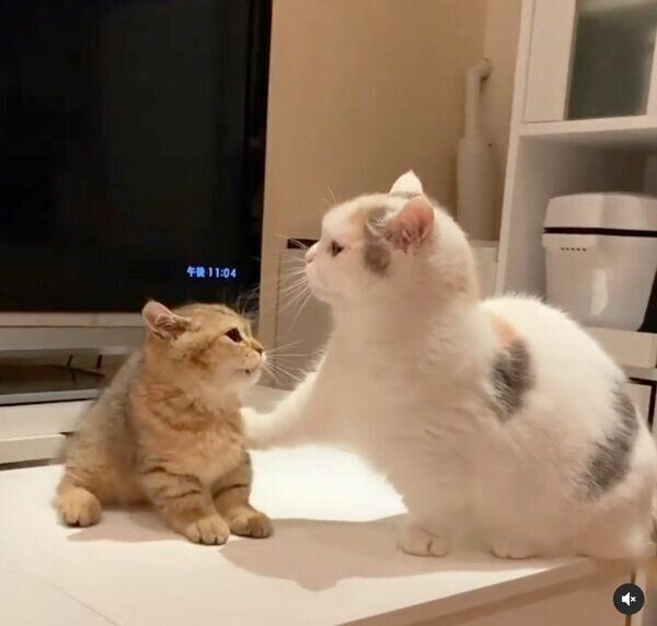 「ポカスカ」とじゃれ合うしらすちゃん、にぼしちゃん