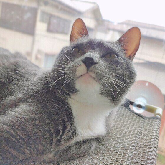 グレーの蘭丸くん