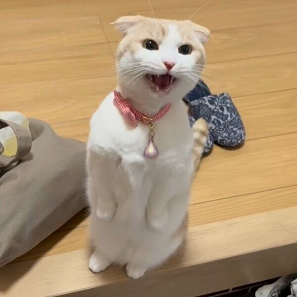 玄関でお出迎えしてくれるクリちゃん