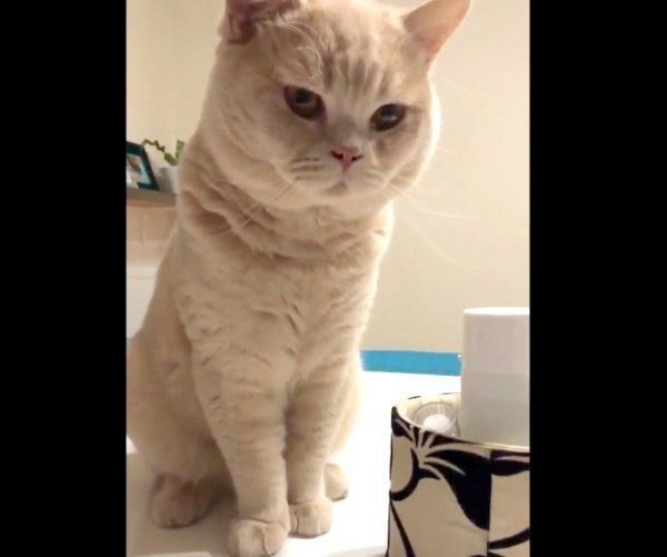 炭酸水のパチパチ音が気になるぽてとちゃん