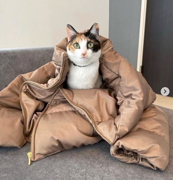 ダウンジャケットの中に入るメンマちゃん