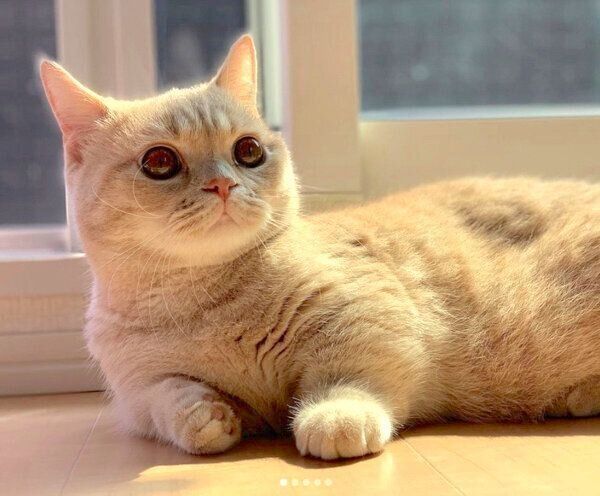 まったりするむぎくん