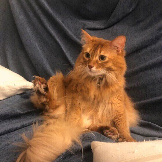 くつろぐソマリ