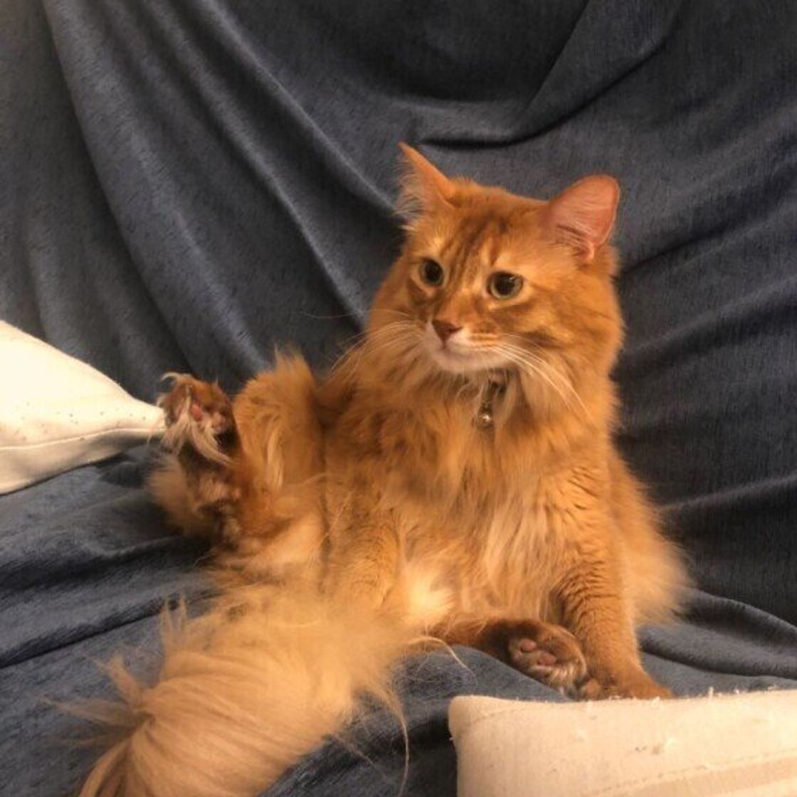 よく鳴く猫 と あまり鳴かない猫 に見られる違いとは 過剰に鳴く場合は心配なことも ねこのきもちweb Magazine よく鳴く猫 と あまり鳴かない猫 に見られる違いとは 過剰に鳴く場合は心配なことも ねこのきもちweb Magazine