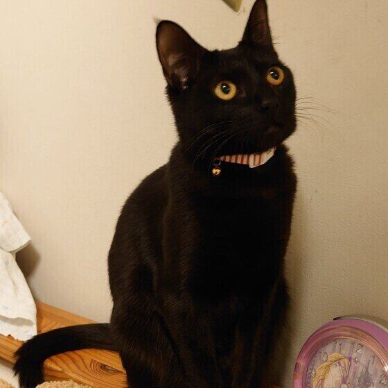 黒猫のもなかちゃん