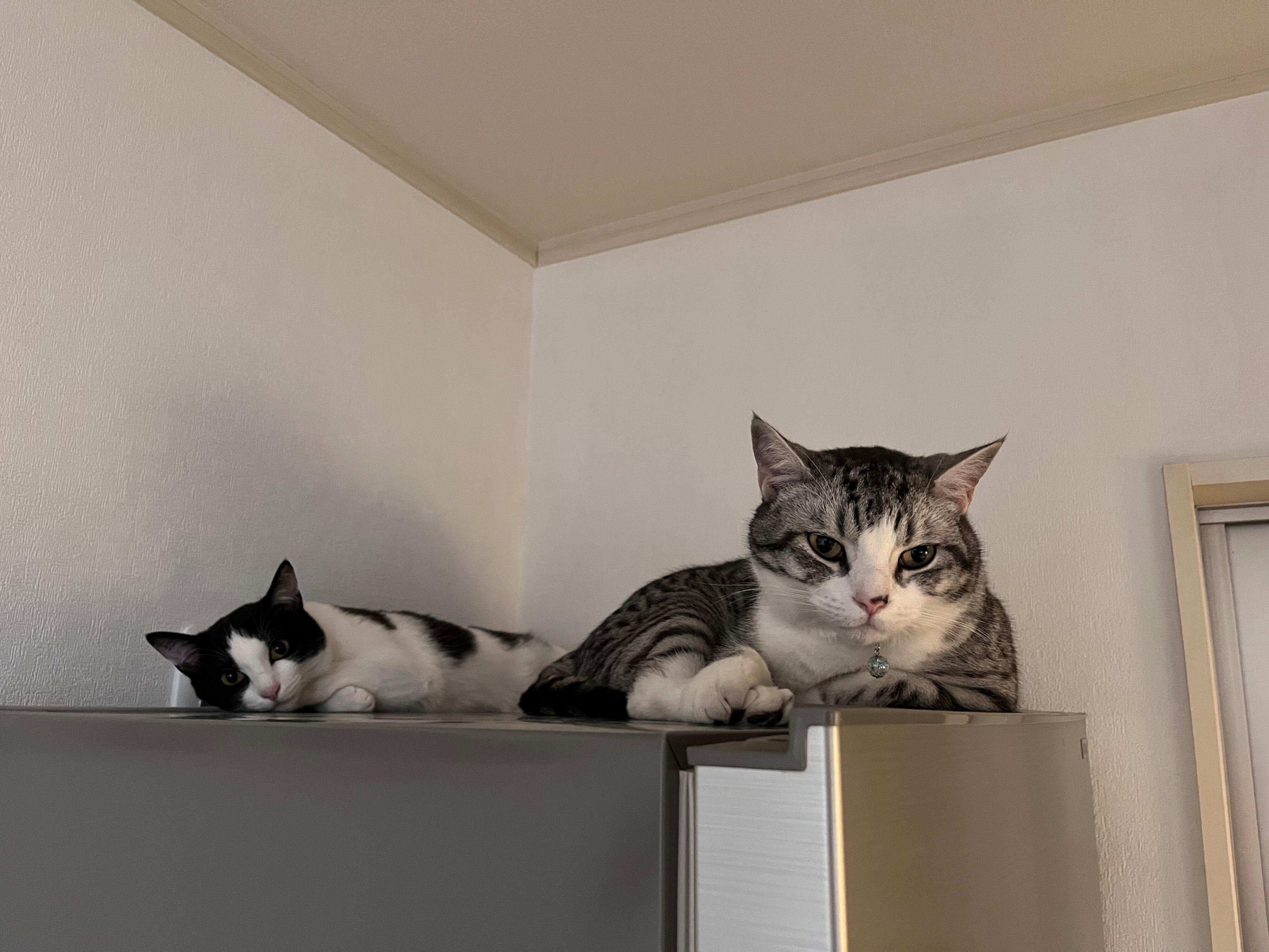 冷蔵庫の上に乗るハクくん、うたちゃん