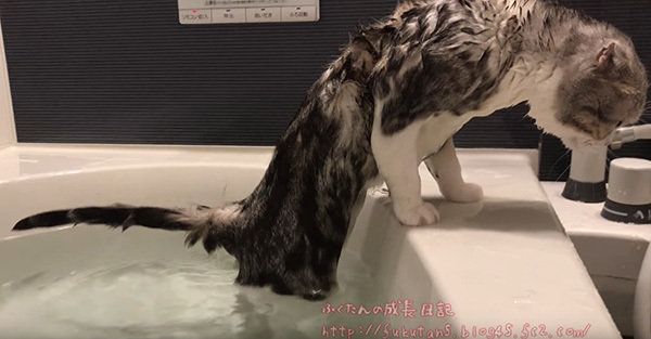 お風呂に入るスコティッシュフォールド