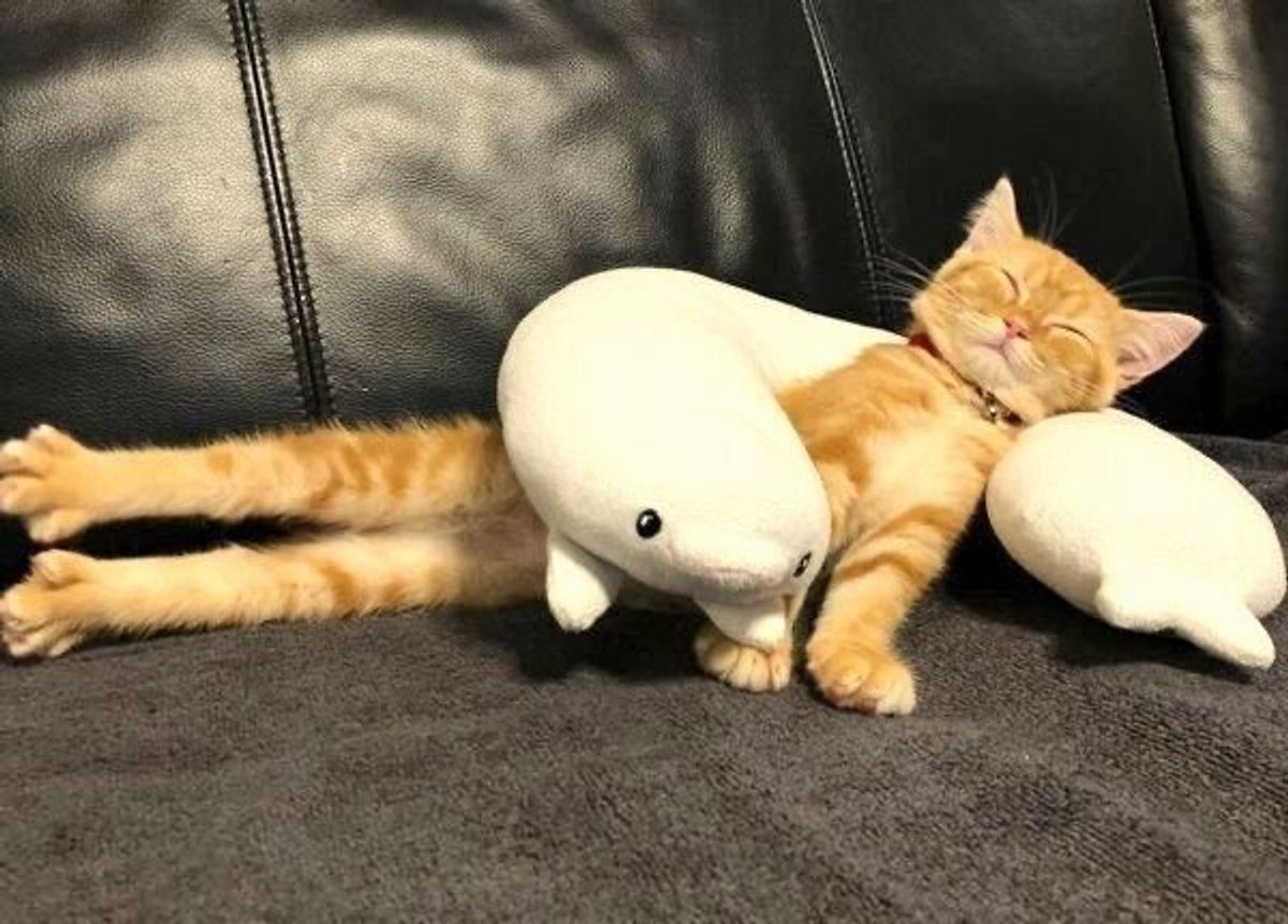 そっとしておきたくなる 子猫が見せた悶絶ショットの数々に癒される ねこのきもちweb Magazine そっとしておきたくなる 子猫が見せた悶絶ショットの数々に癒される ねこのきもちweb Magazine