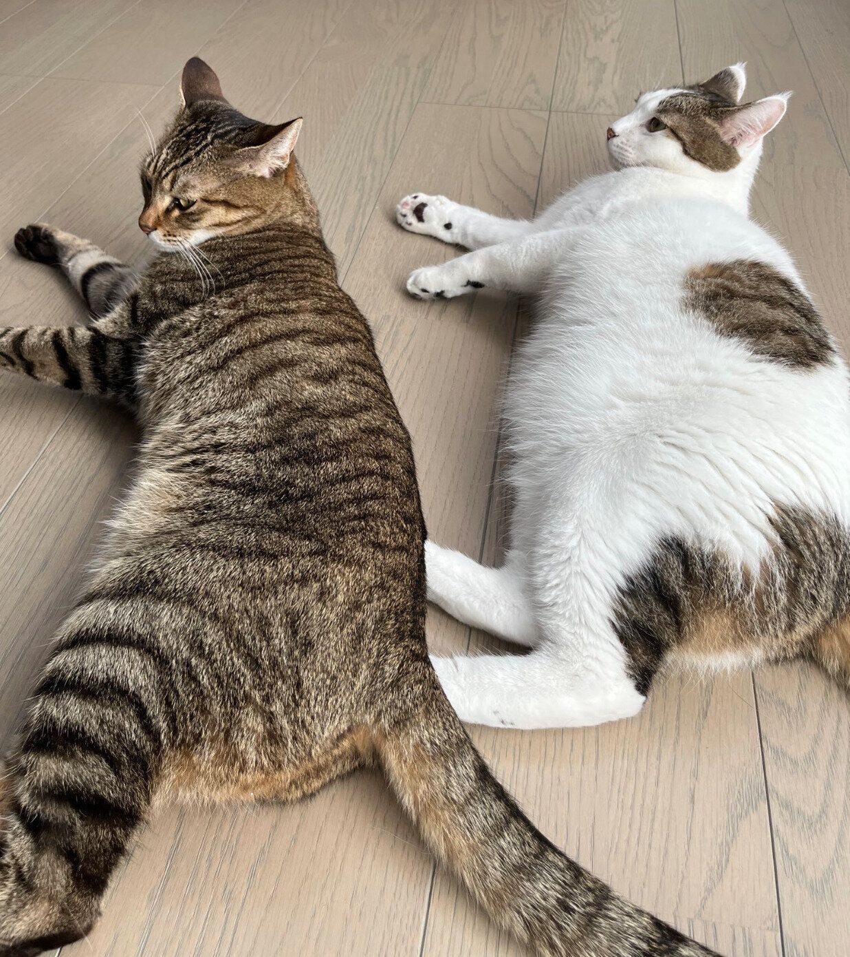 まったりするらん丸くん、ゆき丸くん