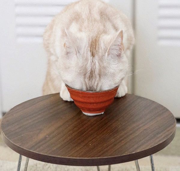 ちゅ〜るを食べる猫