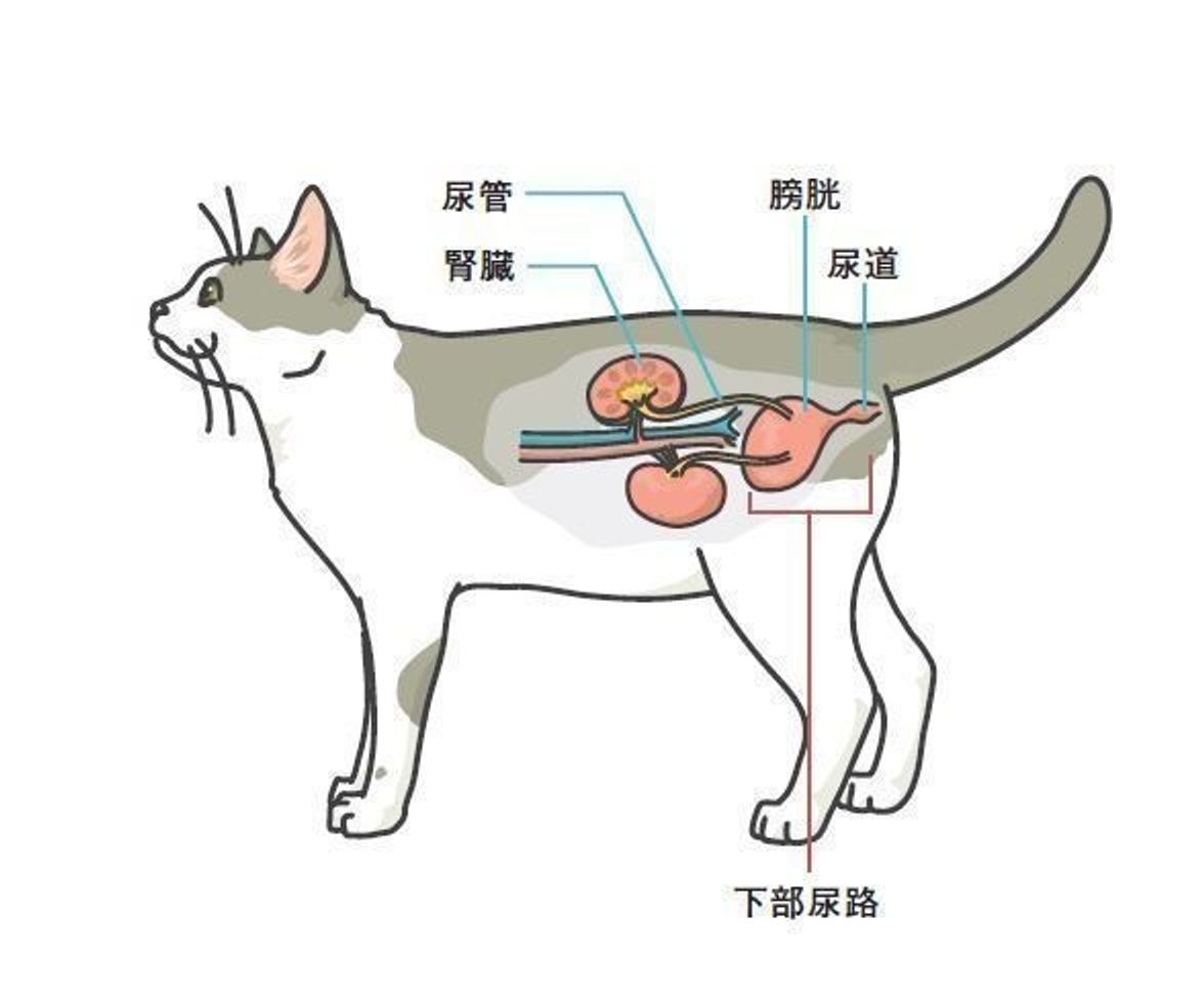 猫の下部尿路疾患とフード選び 症状 予防法 食事療法 ねこのきもちweb Magazine