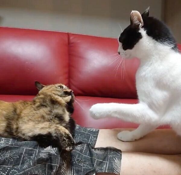 膝の上をめぐる、しじみちゃんとオットーくんの“仁義なき戦い”