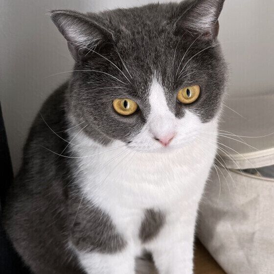 ブリティッシュショートヘアのまめくん