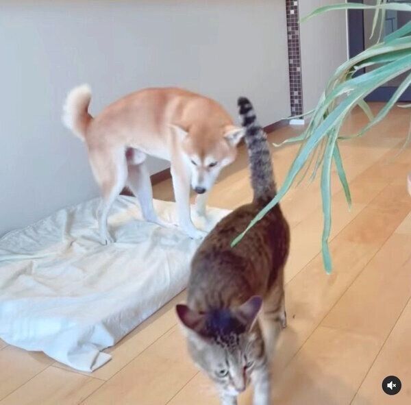 Haluくんに対して「謎行動」をするMugiくん