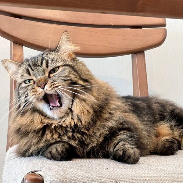 あくびをするアーサーくん