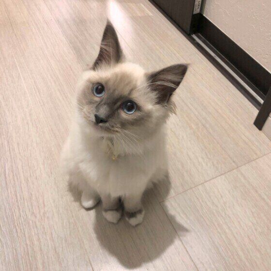 見つめるラグドール