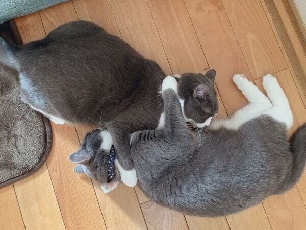 抱き合って眠るしらたまくん、ごましおくん