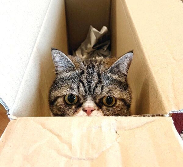 箱の中に入るおもちくん