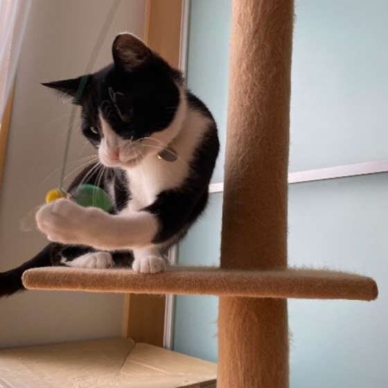 MIX　こんぶごはん