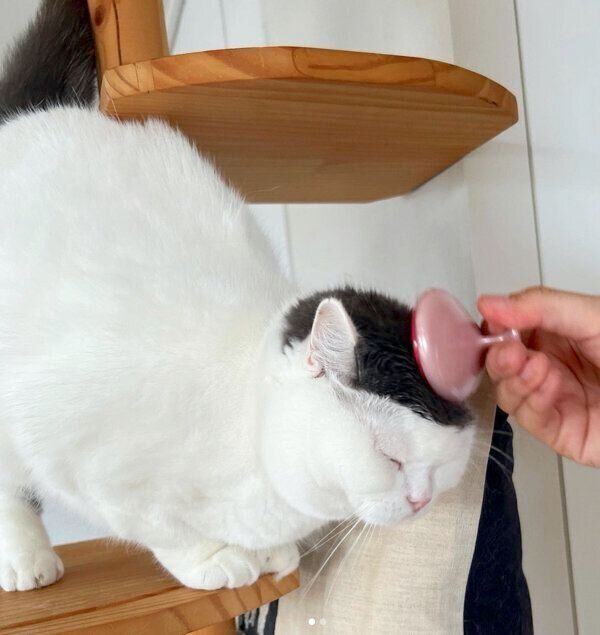 ブラッシング中のカツヲくん