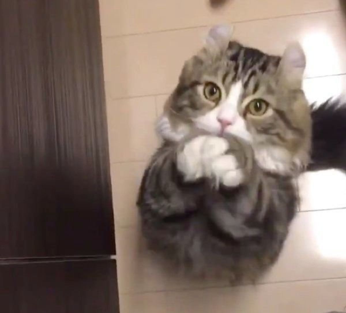 そんな目で見つめられたら ごはんちょうだい が最高級に可愛すぎる猫 ねこのきもちweb Magazine そんな目で見つめられたら ごはんちょうだい が最高級に可愛すぎる猫 ねこのきもちweb Magazine
