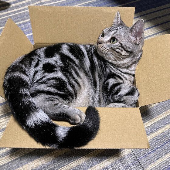 アメリカンショートヘアのシャルちゃん