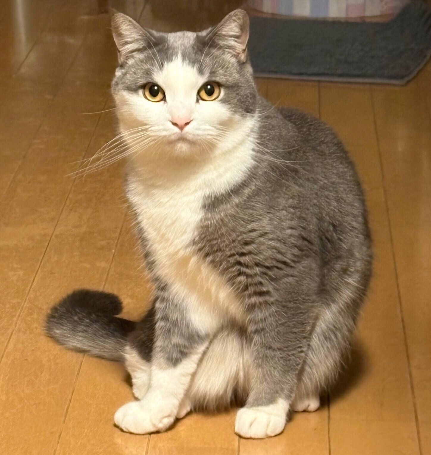 見つめる白スケくん