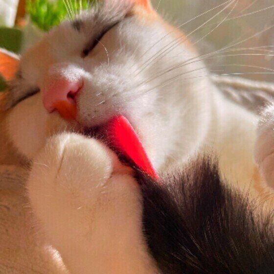 前足を舐める猫