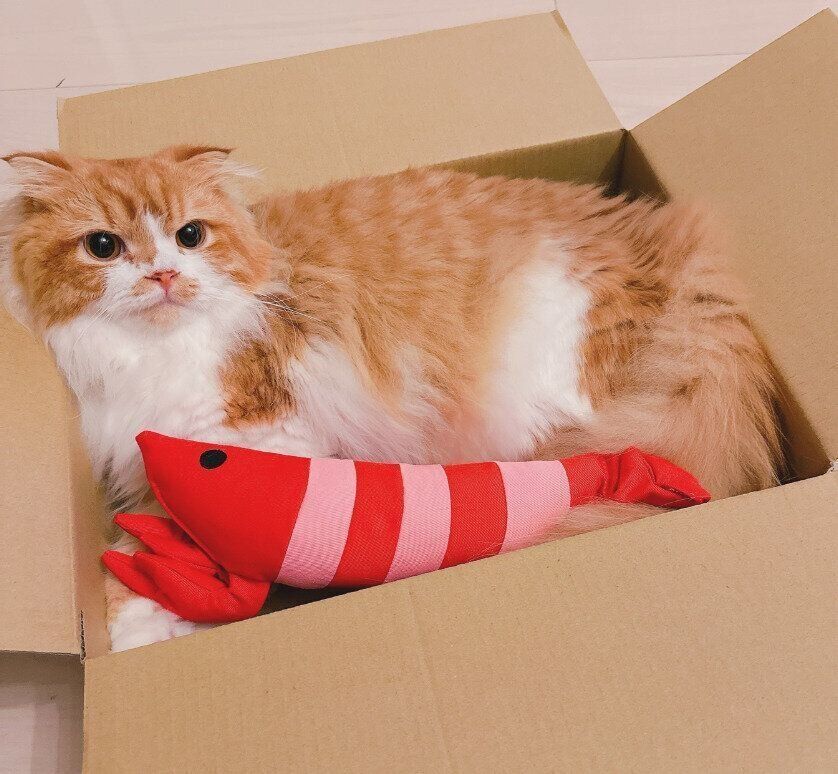 段ボール箱の中でくつろぐスコティッシュフォールド