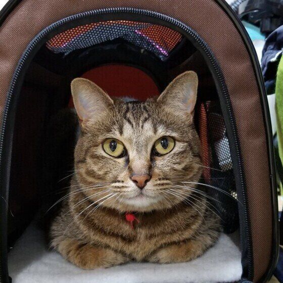 キャリーケースに入る猫